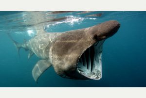 basking shark feeding in the UK,